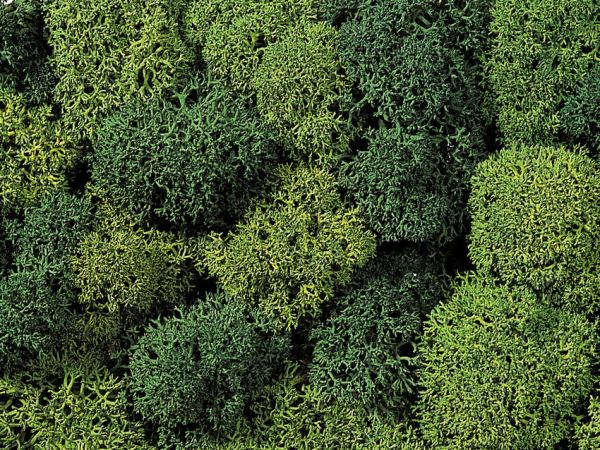 NOC08621 - Geassorteerde groene mousse - 75g - 1