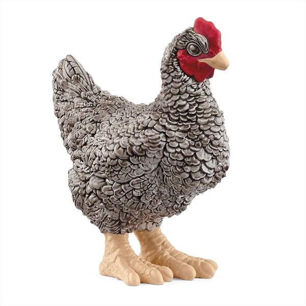 SHL13997 - Plymouth Rock Hen - 1