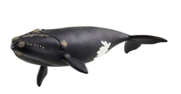 SHL14878 - Atlantische Walvis - 1