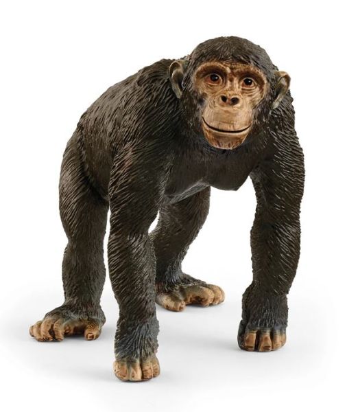 SHL14883 - Chimpansee - 1