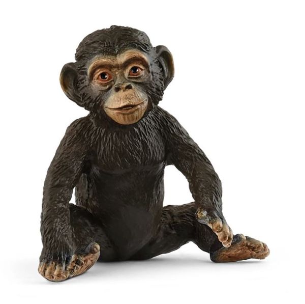 SHL14884 - Jonge Chimpansee - 1