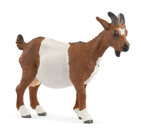 SHL14887 - Geit - 1