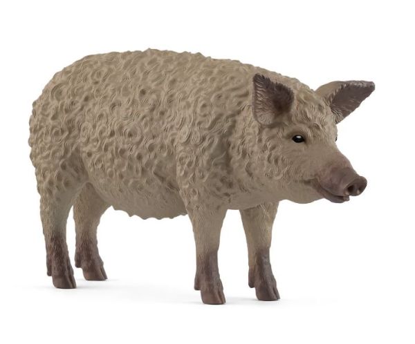 SHL14892 - Mangalica Varken - 1