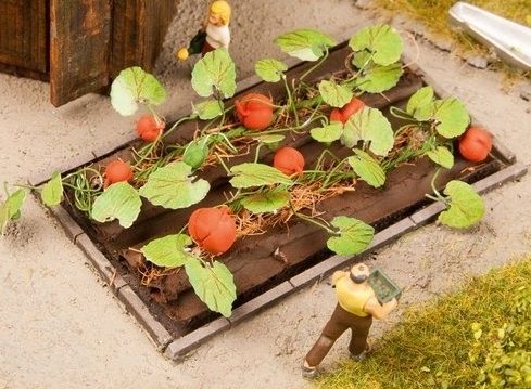 NOC13219 - Pompoenplanten - 1