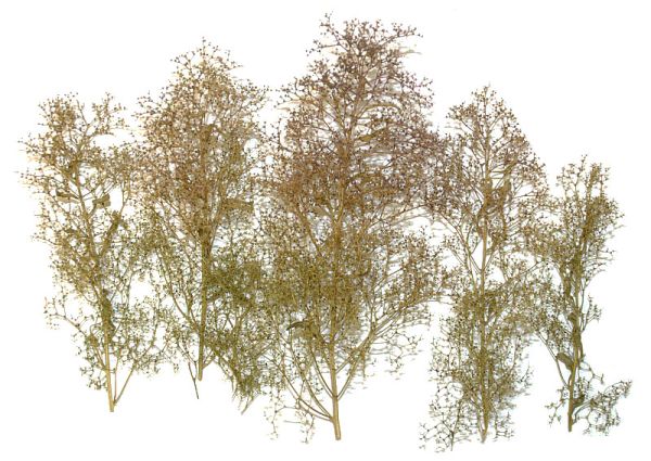 NOC23100 - natuurlijke bomen - 1