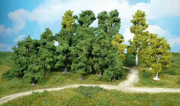 HEK1952 - 14 Loofbomen 9-18 cm - 1
