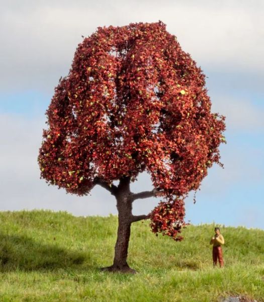 NOC20151 - Rode beuk 10 cm - 1