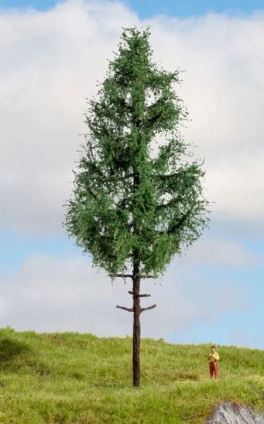 NOC20196 - Hoogstammige spar, 21 cm - 1