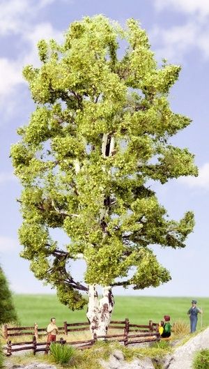 NOC21641 - Dubbele stam berken 19cm - 1