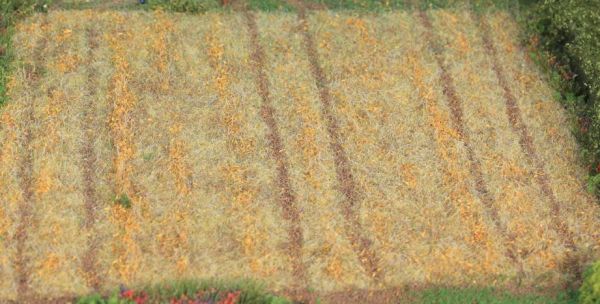 HEK33520 - Grasvezel voor riet 2-3 mm - 50 g - 1