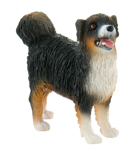 BUL62603 - AUSTRALISCHE HERDER - 1