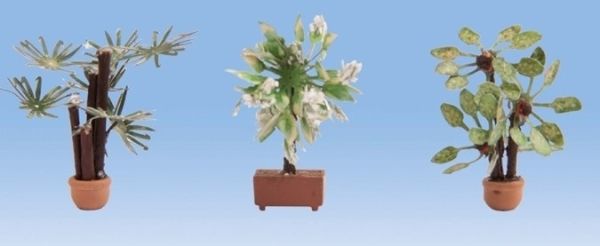 NOC14023 - Mediterrane planten - 1