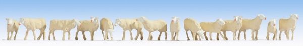NOC15749 - Schaap - 1