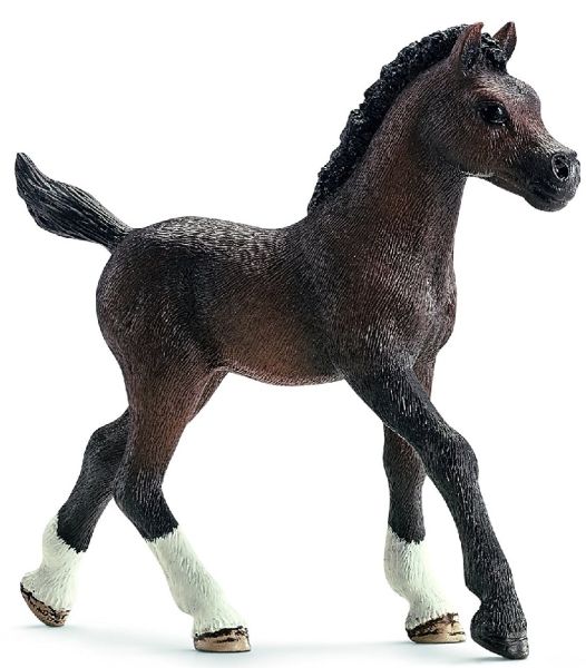 SHL13762 - Arabisch veulen - 1