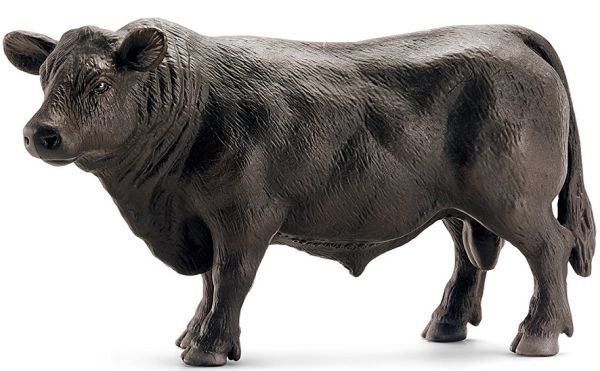 SHL13766 - Angus stier - 1
