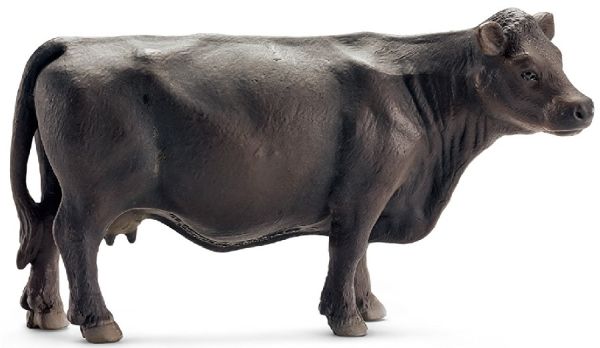 SHL13767 - Angus koe - 1