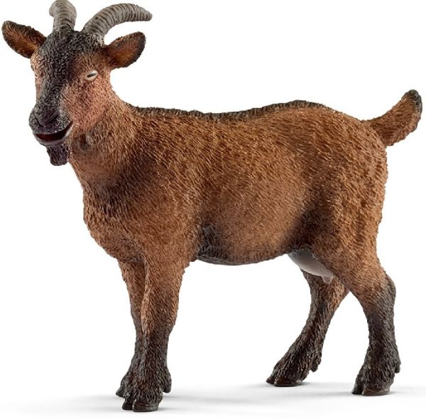 SHL13828 - Geit - 1