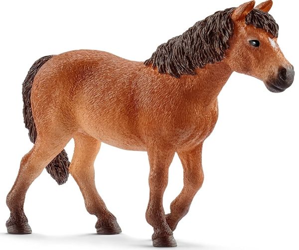 SHL13873 - Pony Dartmoor - 1