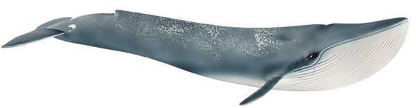 SHL14806 - Blauwe vinvis - 1