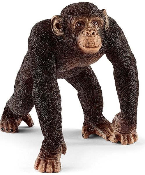 SHL14817 - mannelijke chimpansee - 1