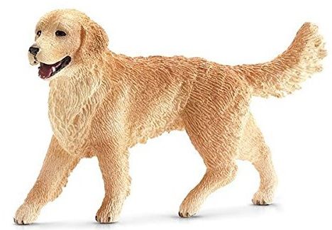SHL16395 - Golden Retriever vrouwtje - 1