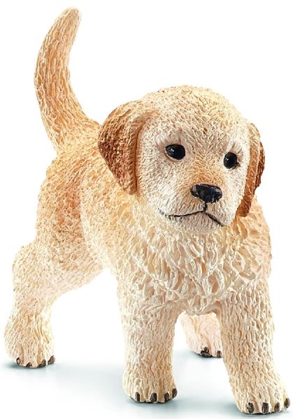 SHL16396 - Golden Retriever-puppy - 1