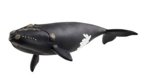 SHL14878 - Atlantische Walvis