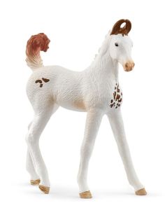 SHL14896 - Marwari Veulen