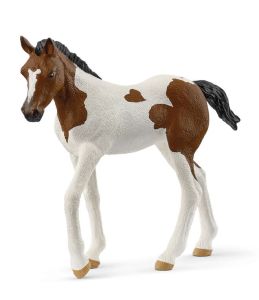 SHL14899 - Paint Horse Veulen