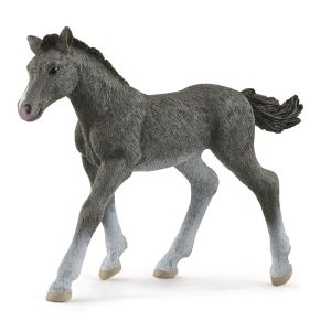 SHL13944 - Veulen Trakehnen