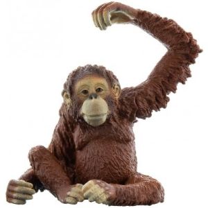 SHL14775 - Orang-oetan vrouwtje