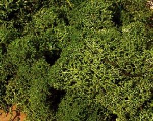 HEK3222 - Zak van 75 g medium groen mos