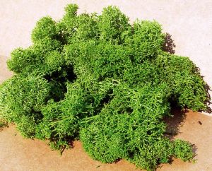 HEK3219 - Lichtgroen korstmos 75 g