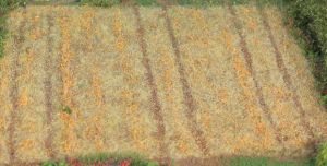 HEK33520 - Grasvezel voor riet 2-3 mm - 50 g