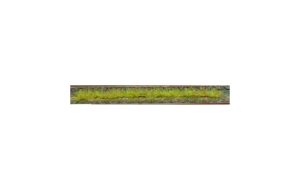 HEK1810 - Pak van 10 lentegrasstroken 10 cm