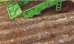JUW23384 - 8 verwelkte aardappelplanten lengte van één plant 7;5 cm hoogte 1 cm aardappelen inbegrepen