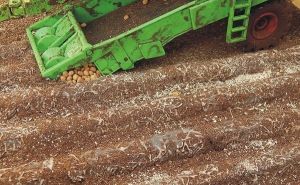 JUW23385 - 16 verwelkte aardappelplanten lengte van één plant 7;5 cm hoogte 1 cm aardappelen inbegrepen