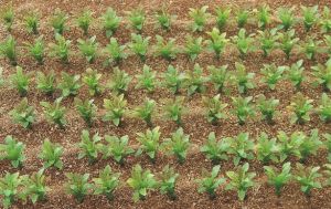 JUW23386 - 25 mini-bietenstengels voor diorama