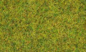 NOC08310 - Zomerweidegras - 20 g - 2;5 mm
