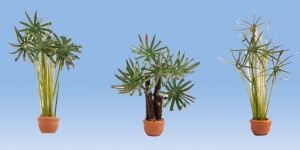 NOC14024 - palmbomen