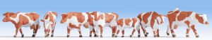 NOC15726 - Montbeliard koe