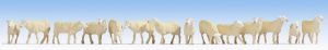 NOC15749 - Schaap