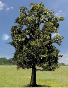 NOC21690 - Beuken - 13 cm