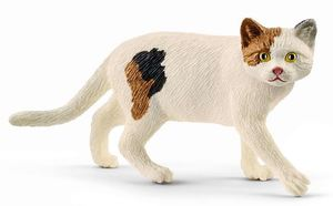 SHL13894 - Amerikaanse korthaar kat