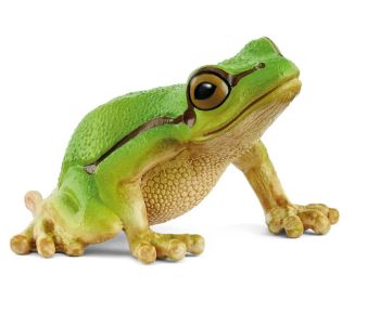 SHL14882 - Groene Boomkikker