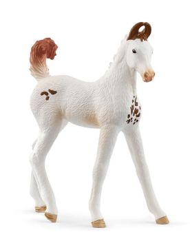 SHL14896 - Marwari Veulen