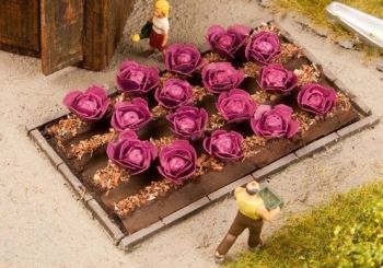 NOC13218 - Rode kool planten