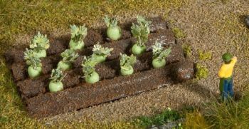 NOC13220 - Koolrabi planten