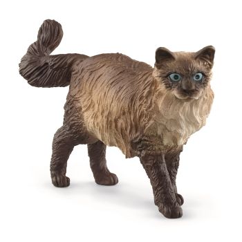 SHL13940 - Ragdoll kat