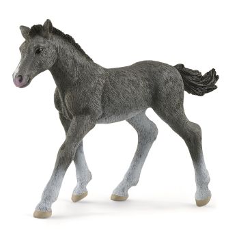 SHL13944 - Veulen Trakehnen